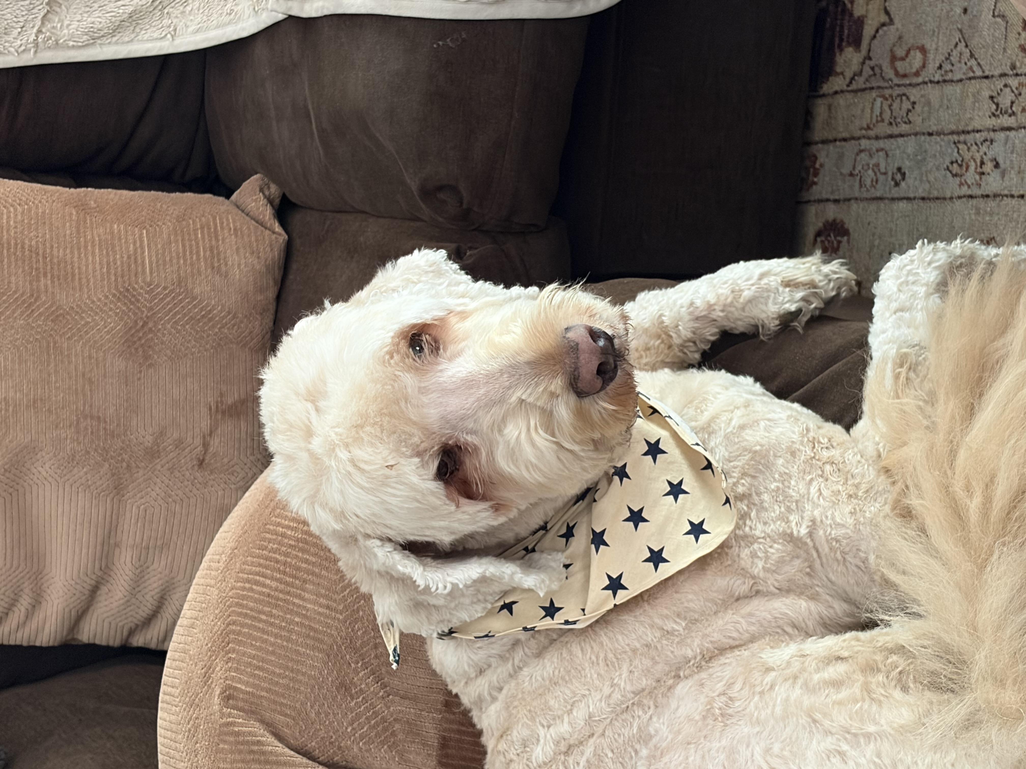 White fluffy dog wearing a star bandana